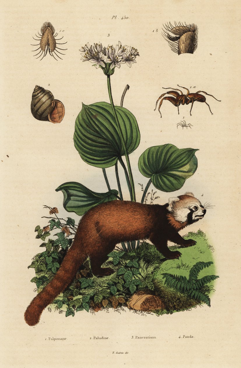 Punainen panda, Ailurus fulgens, uhanalainen 4, pohjoinen joululilja, Proiphys amboinensis 3. jokietana, Viviparus viviparus 1 ja hämähäkki, Palpimanus-laji tekijältä Unbekannt