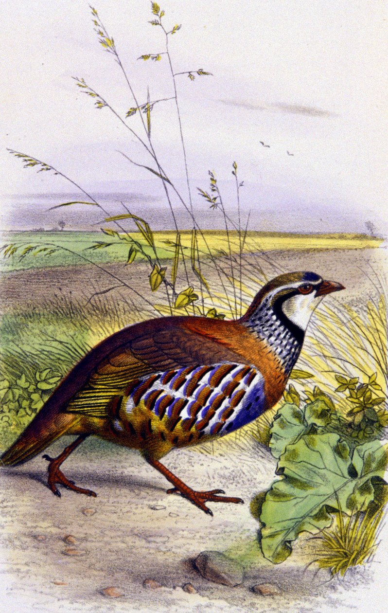Punasotka, noin 1850 (litografia). tekijältä Unbekannter Künstler