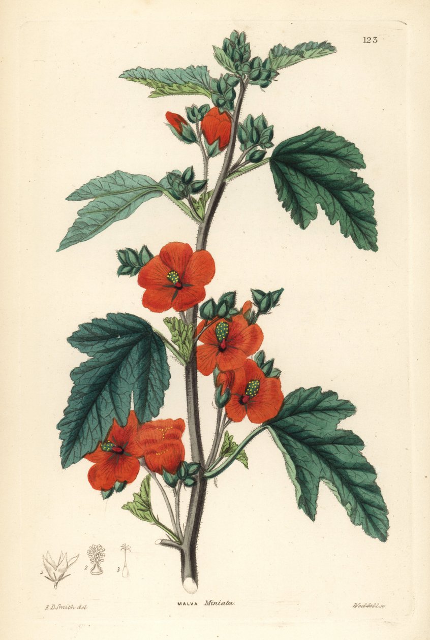 Punainen violetti - pallomalva, Sphaeralcea miniata (Malva miniata). Weddellin käsin tekemä kuparikaiverrus Edwin Dalton Smithin mukaan, John Lindleyn ja Robert Sweetin teoksesta Ornamental Flower Garden and Shrubbery, G. Willis, Lontoo. tekijältä Unbekannter Künstler