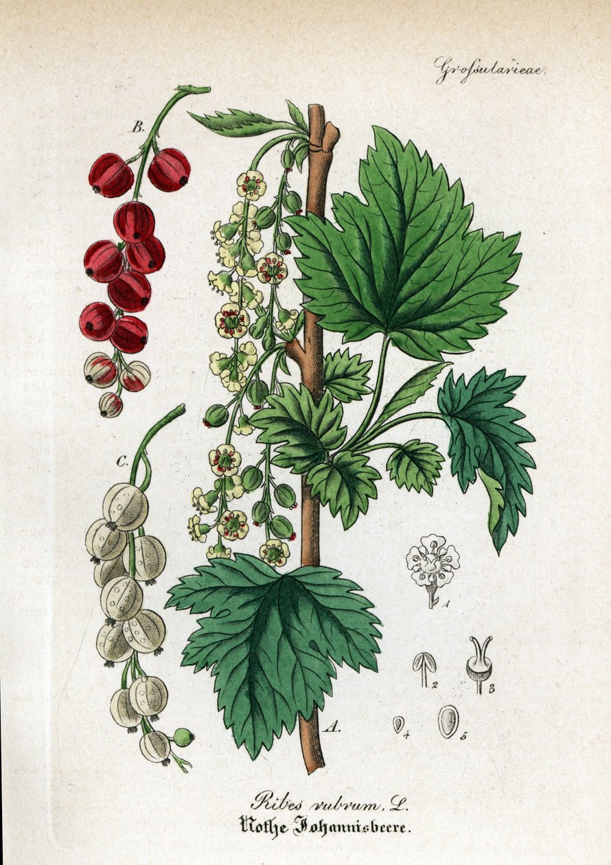 Punaherukka, Ribes rubrum. Käsinväritetty kuparikaiverrus Dr. Willibald Artus