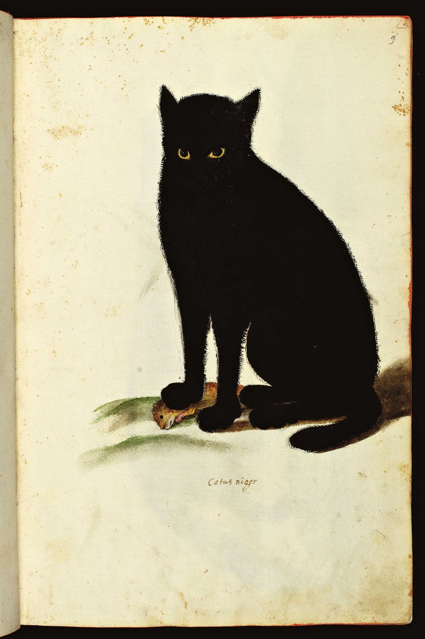 Mustan kissan kuva. Kuvitettu kaavio käsikirjoituksesta Natural History on Animals, Fonds Ulisse Aldrovandi, University Bibl., ed. 1603. tekijältä Unbekannter Künstler