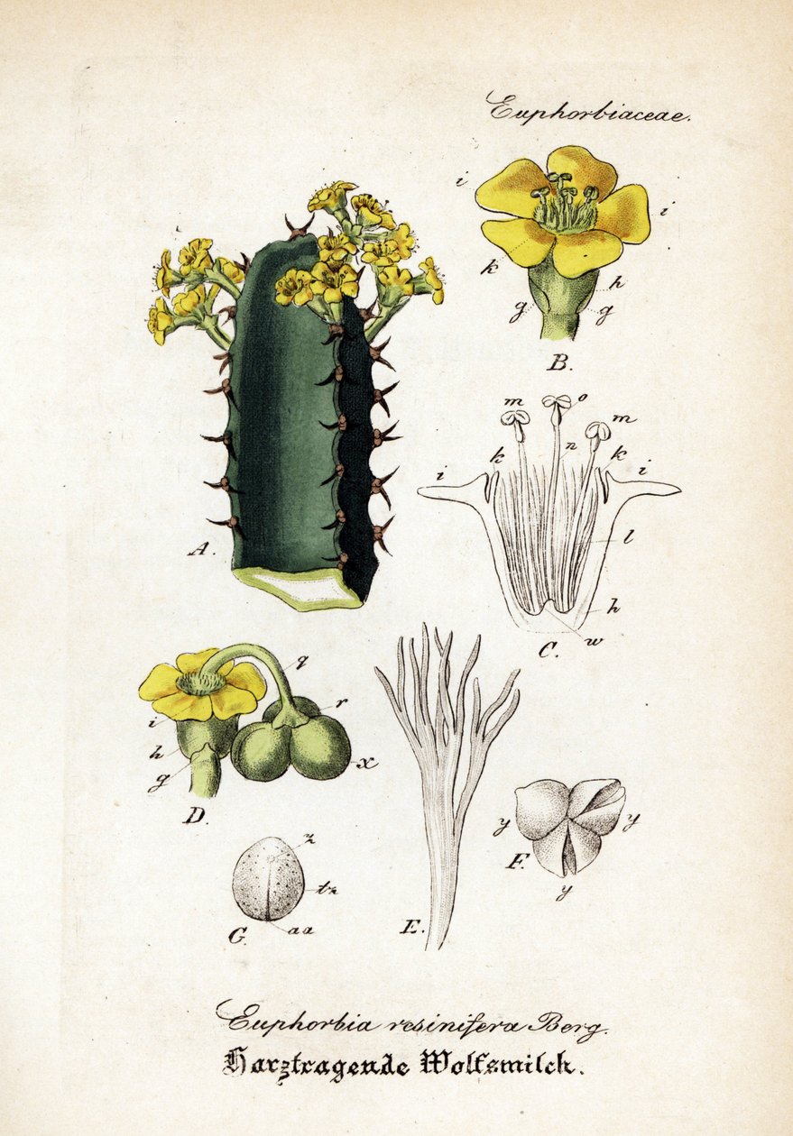 Hartsikurjenpolvi, Euphorbia resinifera. Käsinväritetty kuparikaiverrus Dr. Willibald Artus
