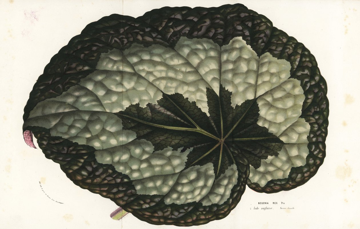 Rex begonian lehti, Begonia rex. Intia. Käsin väritetty litografia Louis van Houtten ja Charles Lemairen teoksesta Flowers of the Gardens and Hothouses of Europe, Flore des Serres et des Jardins de l