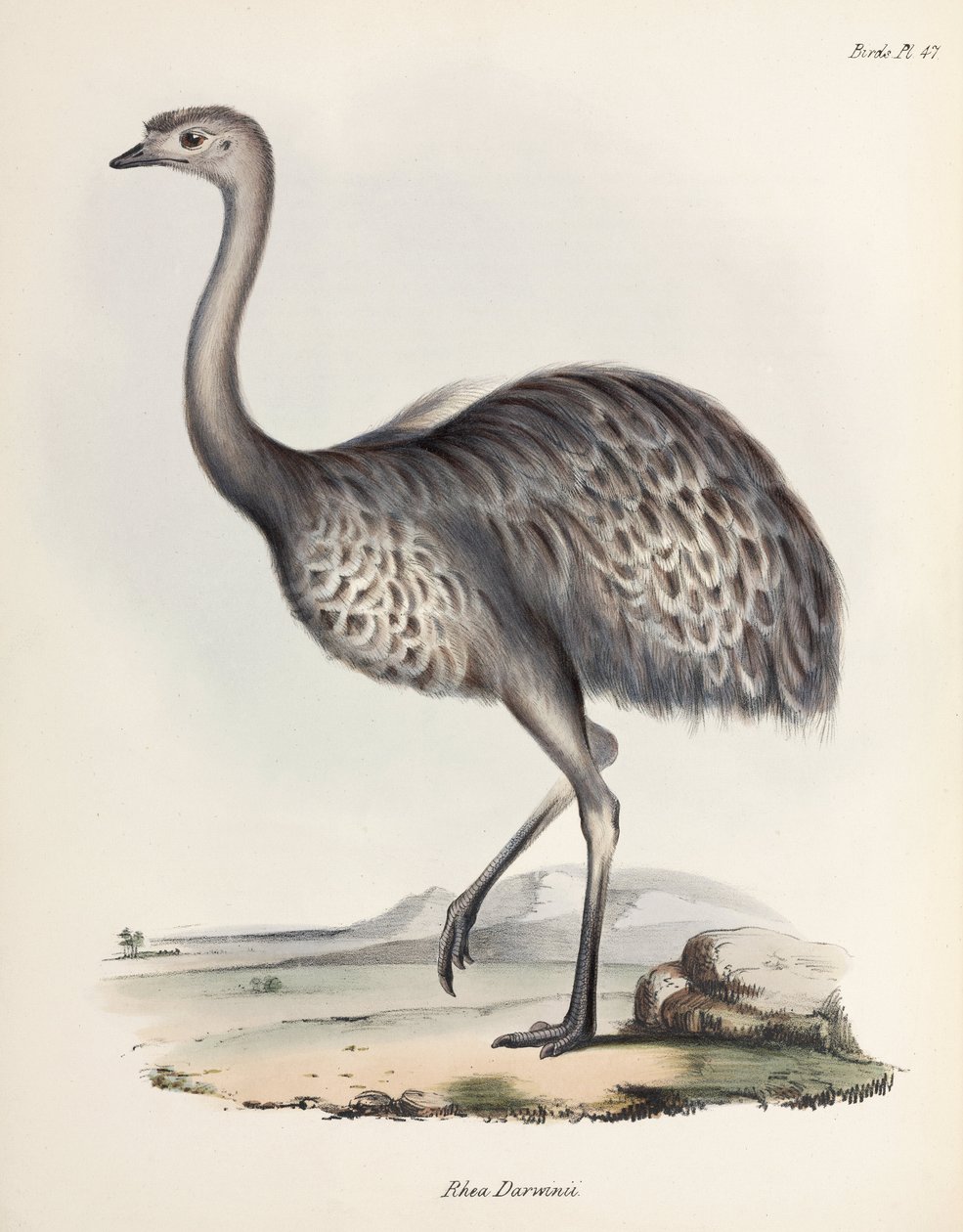 Rhea, Etelä-Amerikka, n. 1832-1836 tekijältä Unbekannter Künstler