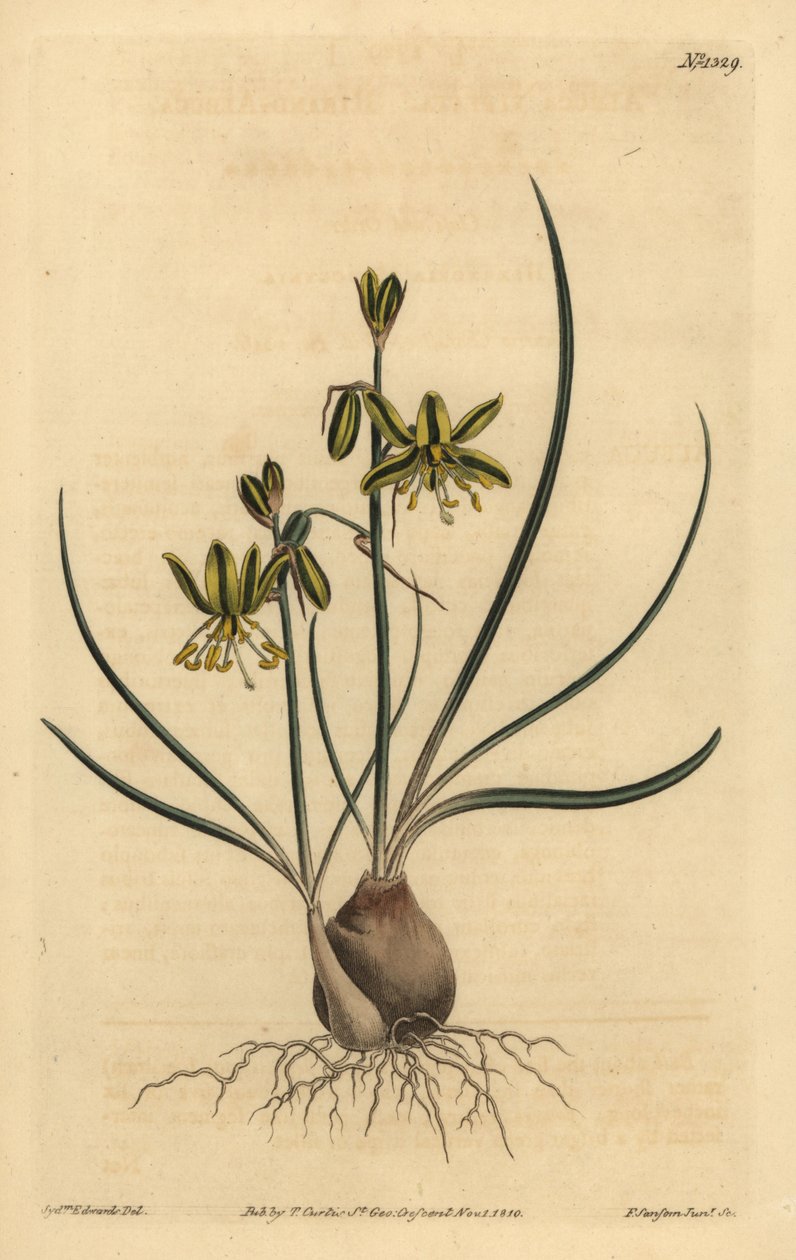 Riband albuca, Albuca vittata tekijältä Unbekannt