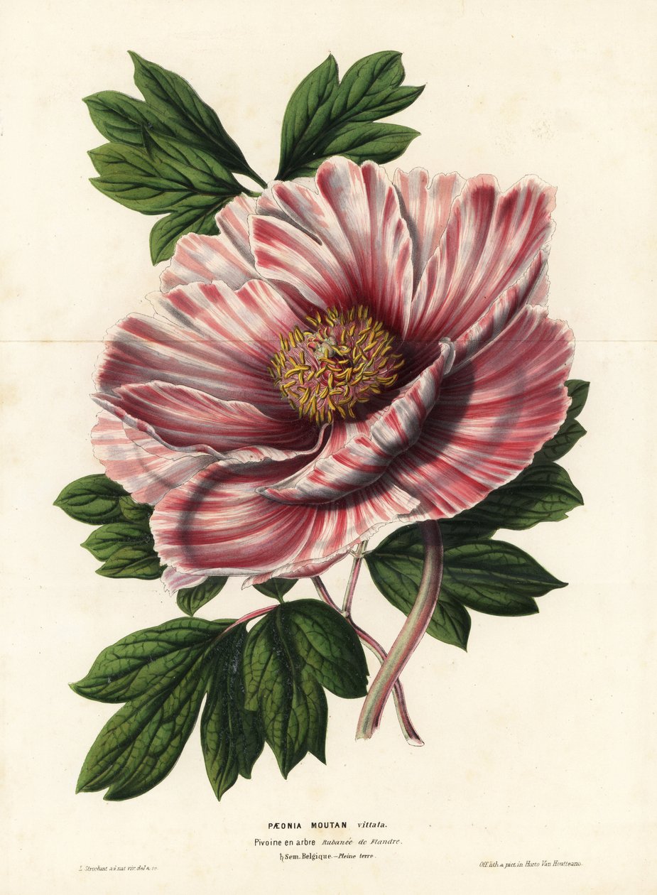 Flanderin nauhapioni, hybridi, Paeonia moutan vittata, var. rubanee of Flanders. L. Stroobantin tekemä käsinväritetty litografia Louis van Houtten ja Charles Lemairen teoksesta Flowers of the Gardens and Hothouses of Europe, Flore des Serres et des Jardins tekijältä Unbekannter Künstler