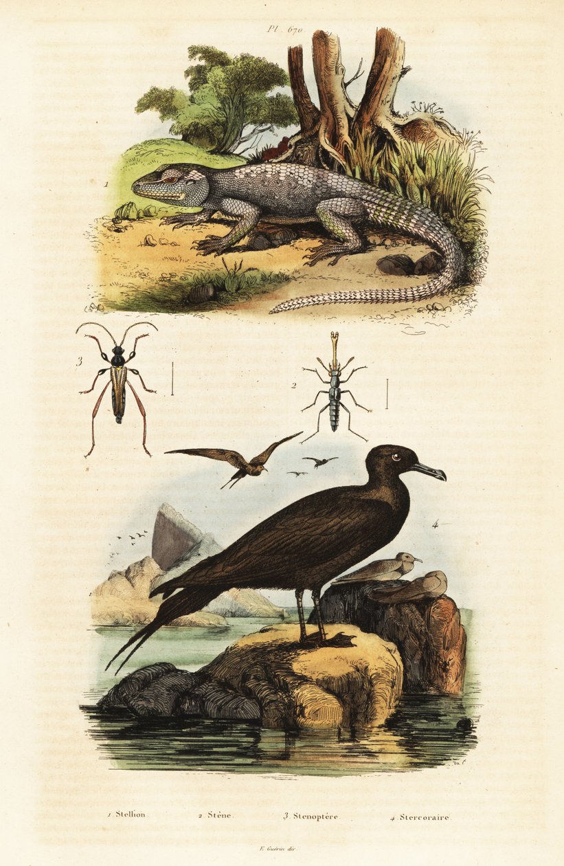 Kallioagama ja parasiittijääkäri., 1834-1839 (kaiverrus) tekijältä Unbekannter Künstler