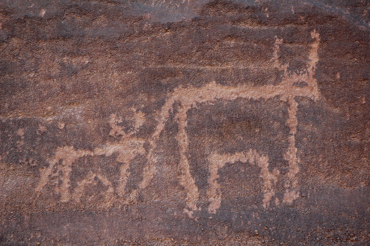Kalliotaide, esihistoria: Lehmän ja sen vasikan kaiverrus Uweinatin vuoristossa, Egyptissä. (Ajanjakso 8000-3000 vuotta eKr.). Valokuvaus tekijältä Unbekannt