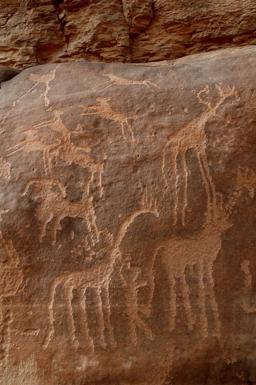 Kalliotaide, esihistoria: Kaiverrus kirahveista, strutseista, lampaista, koirista ja hahmoista Uweinatin vuoristossa, Sudanissa (Karkur-Talh tai Karkur Talh). Ajanjakso 8000-3000 vuotta eKr. Valokuvaus tekijältä Unbekannt