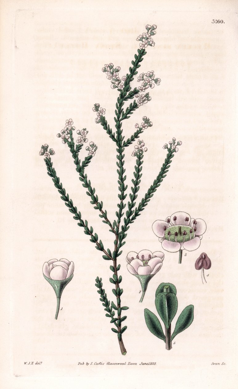 Rock thryptomene, Thryptomene saxicola (Lounais-Australian kalliopensas) (Stony baeckea, Baeckea saxicola). Swanin käsin tekemä kuparikaiverrus William Jackson Hookerin kuvituksen mukaan Samuel Curtisin "Botanical Magazine" -lehdestä, Lontoo. tekijältä Unbekannter Künstler