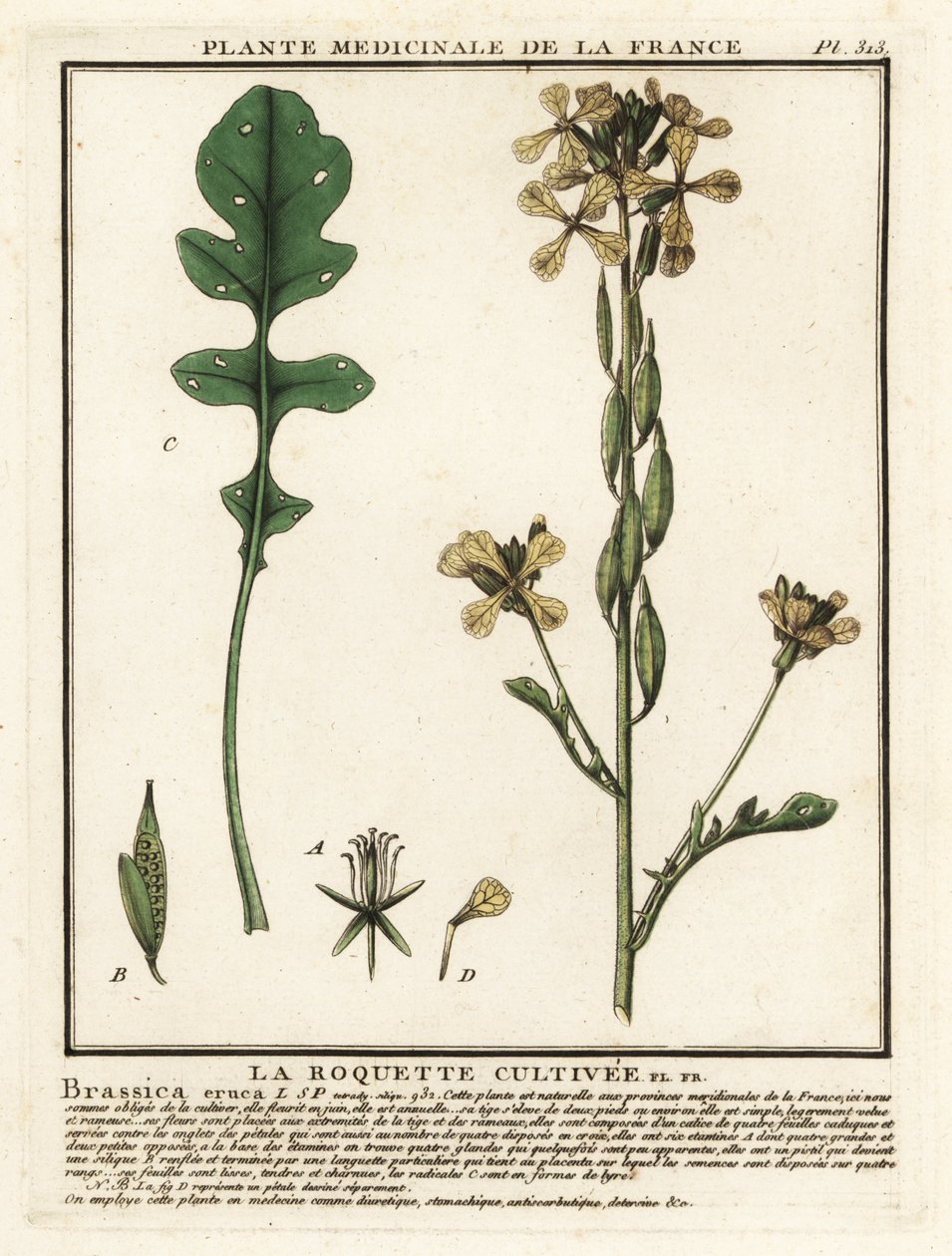 Raketti tai rucola, Eruca vesicaria. tekijältä Unbekannter Künstler