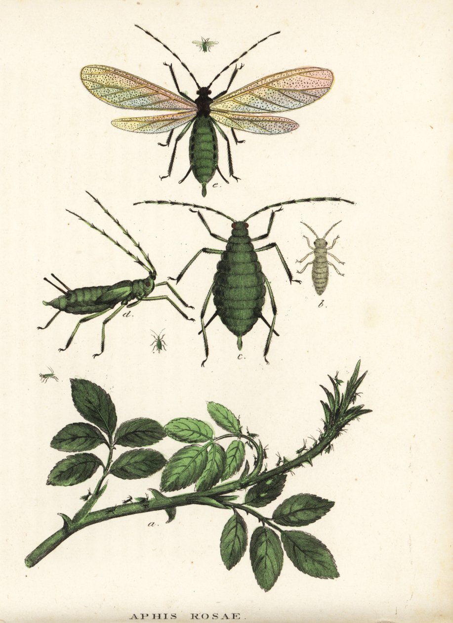 Ruusukirva, Aphis rosae, ruusupensaassa. Käsinväritetty litografia Georg Friedrich Treitschken luonnonhistoriallisesta galleriasta, Naturhistorischer Bildersaal des Thierreiches, Liepzig-1842. tekijältä Unbekannter Künstler