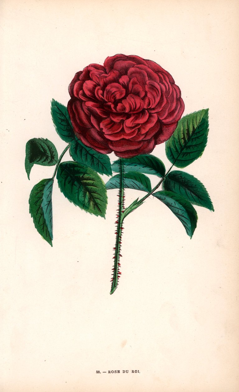 Rose du Roi, herra Souchet