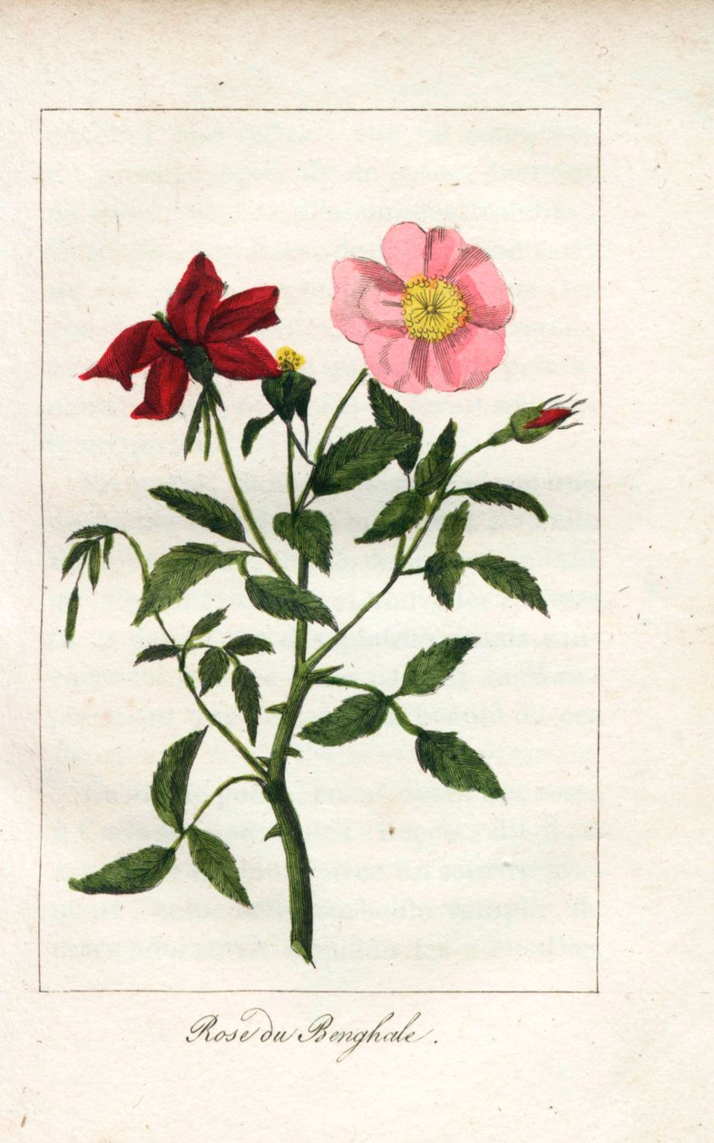 Bengalin ruusu, Rosa indica. Neiti Prudhommen kuvasta "Hommage rendu a la Rose", Pariisi, noin 1815, käsin tehty kuparikaiverrus. Lahjakirja, jossa on ruusun historiaa ja kymmenkunta kasvitieteellistä miniatyyriä. tekijältä Unbekannter Künstler