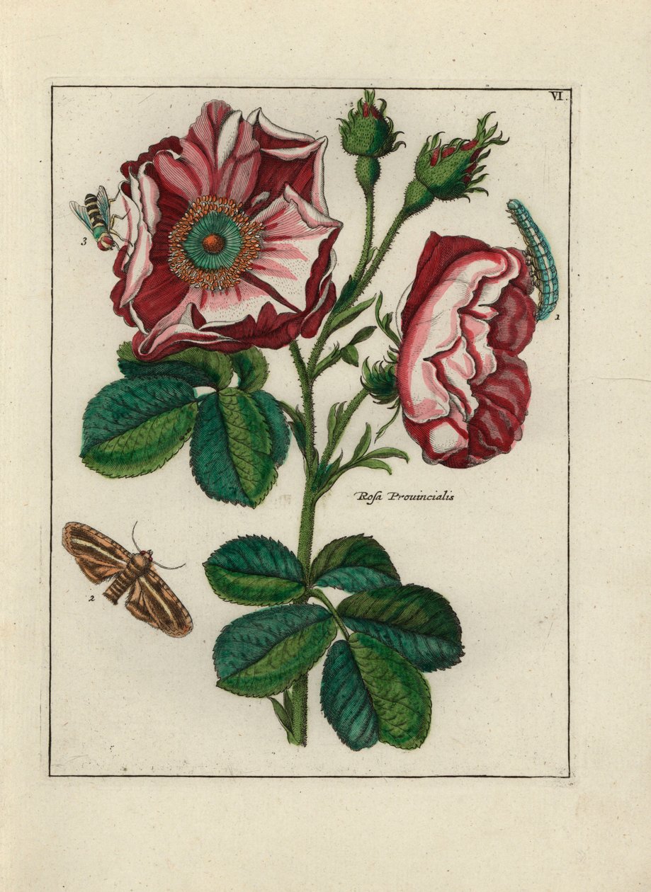 Ruusu, variete Rosa provincialis, hyönteisten kanssa - Litografia, jonka katsotaan olevan Paul Theodor van Brussel (1754-1795), kansikukkakimpun kirjoittaja, tai A.Bres., Nicolas Robertin (1614-1685) vaikutuksen alaisena, julkaistu julkaisussa "Nederlandsc tekijältä Unbekannter Künstler