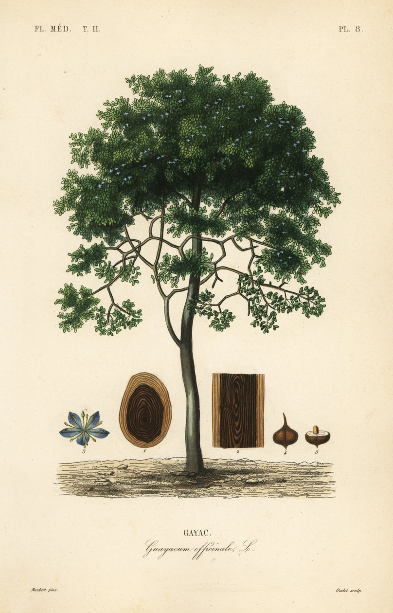 Karkeakuorinen elämänpuu tai guaiacwood, Guaiacum officinale, Guayacum officinale, Gayac tekijältä Unbekannt