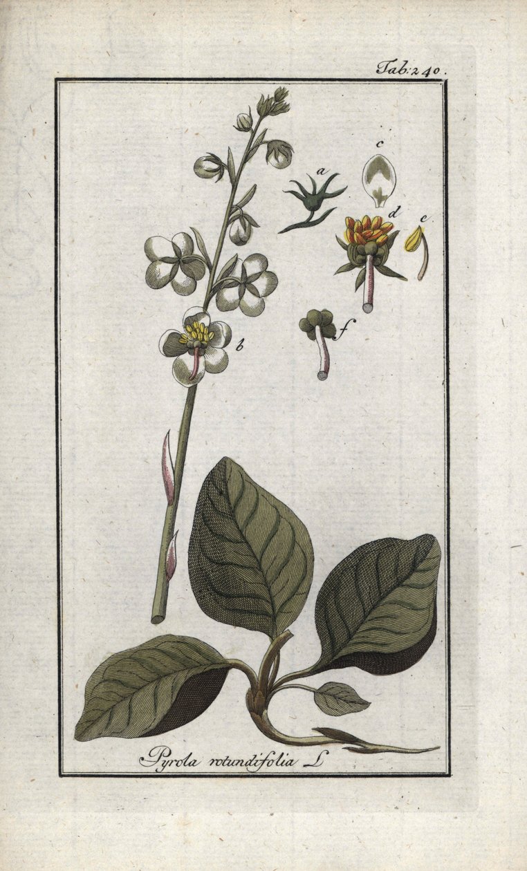 Pyrola rotundifolia (Pyrola rotundifolia). Litografia Johannes Zornin (1739-1799) teoksesta "Afbeelding der Artseny-Gewassen", Alankomaat. tekijältä Unbekannter Künstler