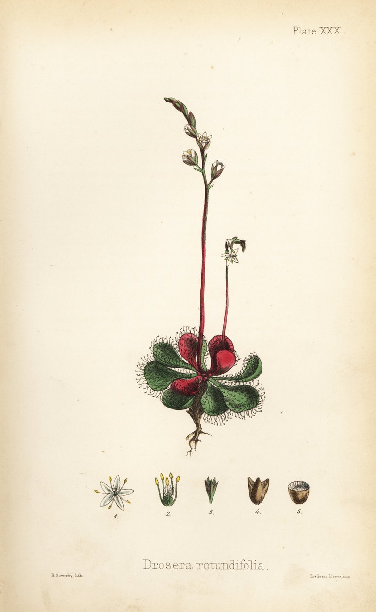 Pyöreälehtinen päivänkakkara, Drosera rotundifolia. Henry Sowerbyn tekemä käsin väritetty litografia Edward Hamiltonin teoksesta Flora Homeopathica, Bailliere, Lontoo. tekijältä Unbekannter Künstler