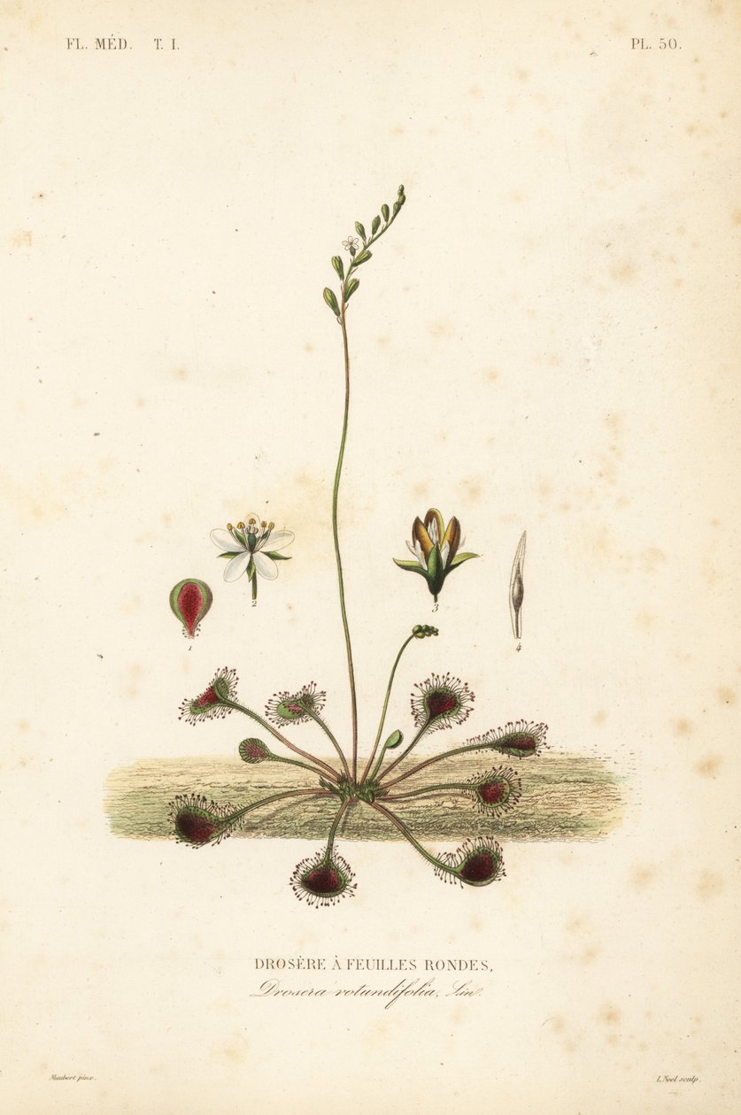 Pyöreälehtinen aurinkokaste, Drosera rotundifolia, Droserie a feuilles rondes tekijältä Unbekannt