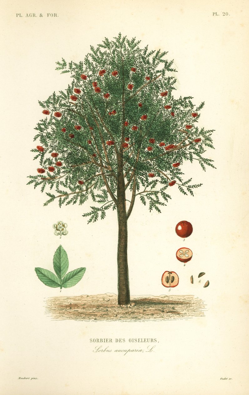 Pihlaja tai pihlaja, Sorbus aucuparia, Sorbier of the Oiselers tekijältä Unbekannt
