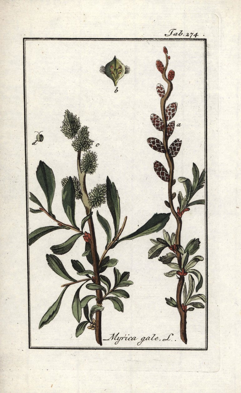 Kuninkaallinen pippuri tai suomyyrtti (Myrica gale). Litografia Johannes Zornin (1739-1799) teoksesta "Afbeelding der Artseny-Gewassen", Alankomaat. tekijältä Unbekannter Künstler