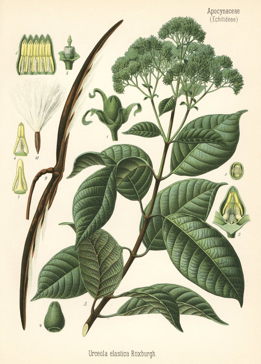 Kumipuu, Urceola elastica. Kromolitografia kasvitieteellisen kuvituksen mukaan Hermann Adolph Koehlerin teoksesta Medicinal Plants, toimittanut Gustav Pabst, Koehler, Saksa. tekijältä Unbekannter Künstler