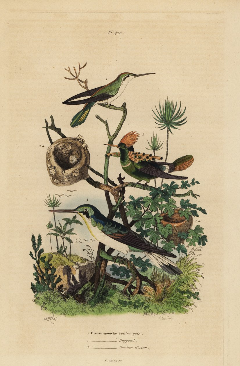 Rufous pyrstökollibri, Amazilia tzacatl, tufted coquette, Lophornis ornatus ja mustakorvakeiju, Heliothryx auritus Harmavatsainen kolibri, harjakaulus, taivaansiniset korvat tekijältä Unbekannt