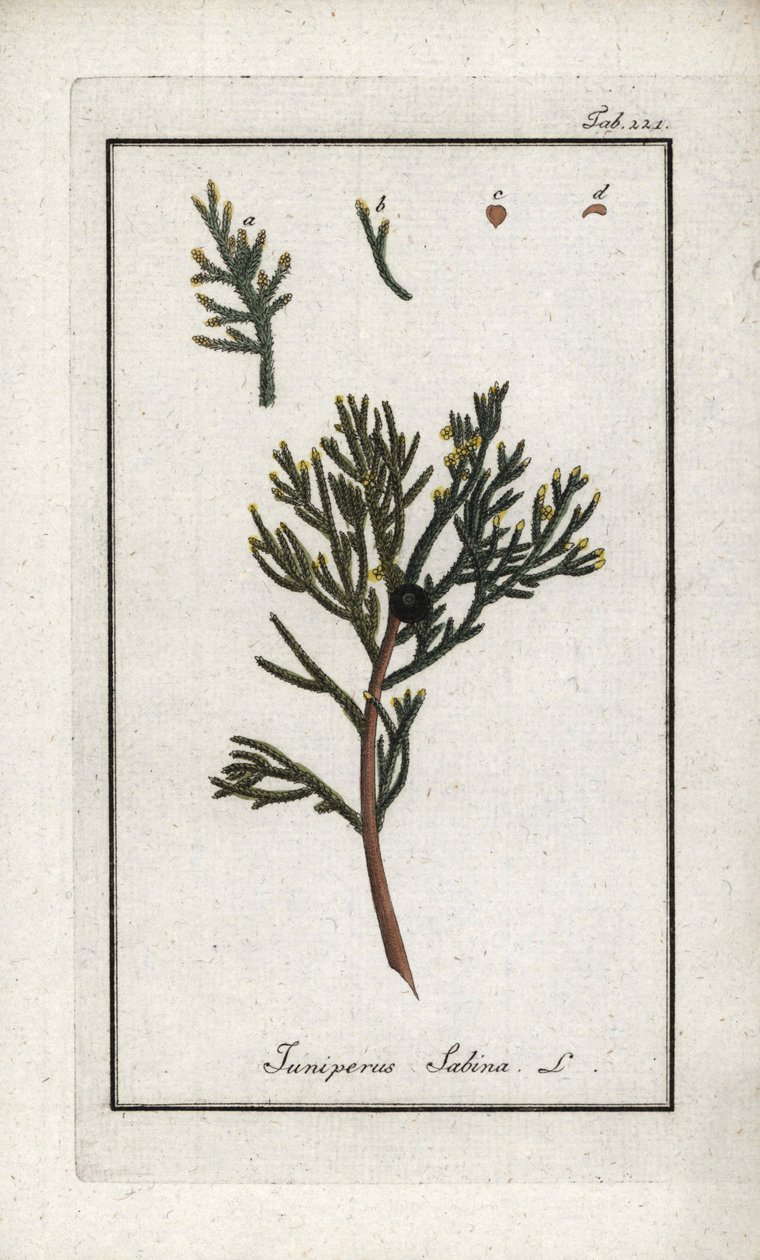 Sabine-kataja (Juniperus sabina). Litografia Johannes Zornin (1739-1799) teoksesta "Afbeelding der Artseny-Gewassen", Alankomaat. tekijältä Unbekannter Künstler