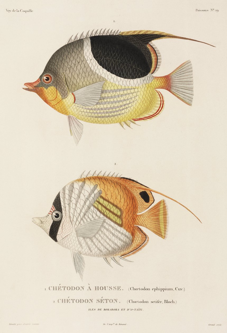 Saddleback ja Auriga butterflyfishes, Etelä-Tyynenmeren tekijältä Unbekannter Künstler