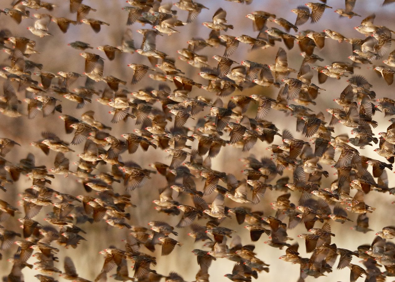 Safety in Numbers 3 (red-billed quelea), Namibia, 2018 (valokuva) tekijältä Unbekannter Künstler