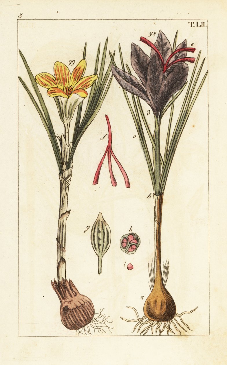 Sahramikrookus, Crocus sativus. tekijältä Unbekannter Künstler