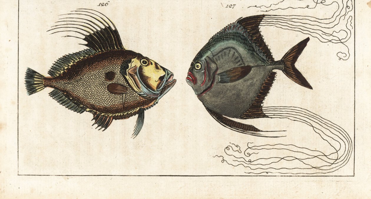 Saint stone (tai merikana, doree tai zee) - cobbler thread (tai höyhenkarangue) - John Dory, Zeus faber 126, ja African pompano, Alectis ciliaris 127. Käsinvärjätty kuparipiirros Gottlieb Tobias Wilhelmin luonnonhistoriallisesta tietosanakirjasta: Fish, tekijältä Unbekannter Künstler