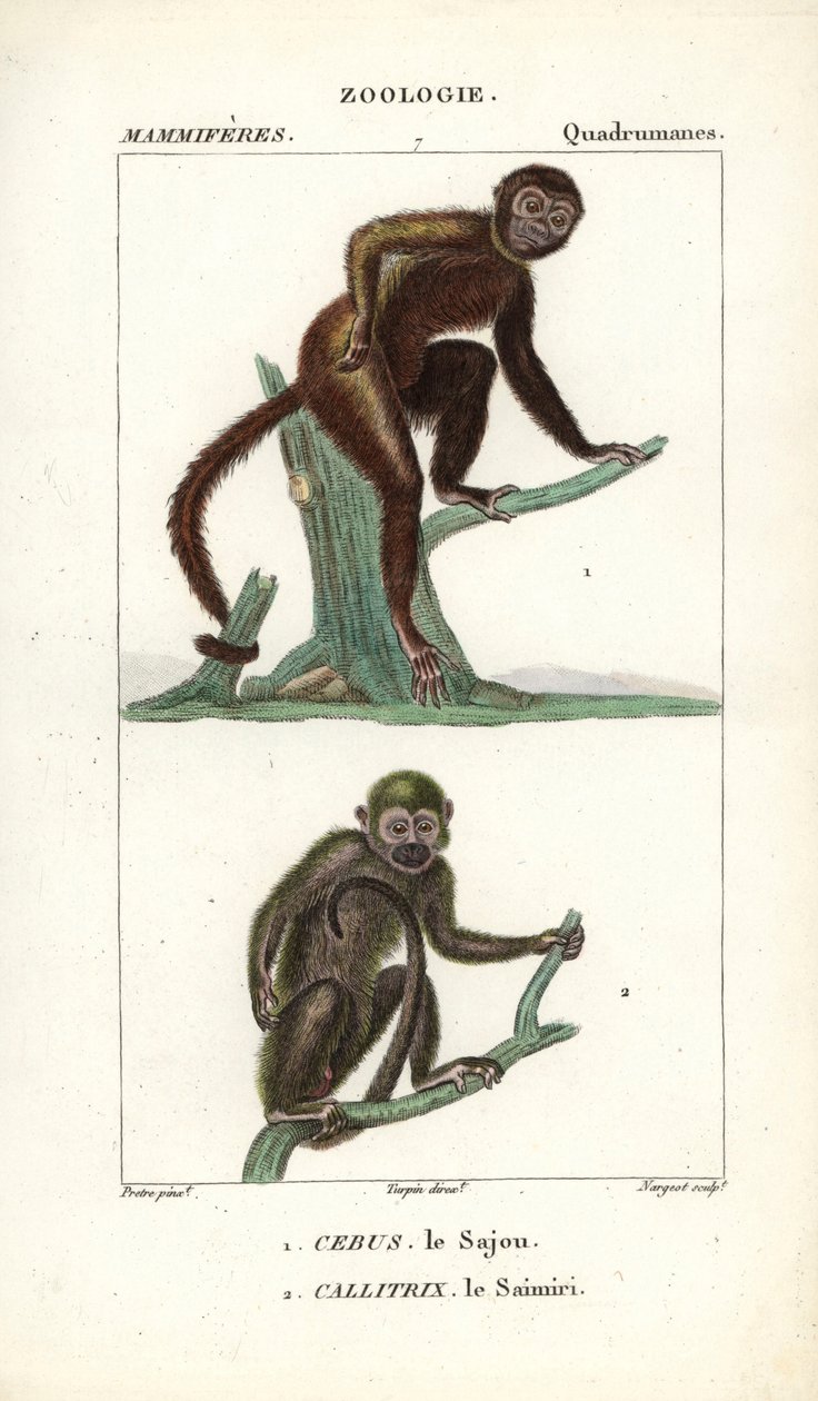 Sajou eli saphogano eli kapusiiniapina ja saimiri eli orava-apina - Eau forte, Jean Gabriel Pretre (1780-1845), kaiverrettu Carnonkelin toimesta, Frederic Cuvierin luonnontieteiden sanakirjaa varten: nisäkkäät, toimittanut Pierre Jean Francois Turpin (1775 tekijältä Unbekannter Künstler