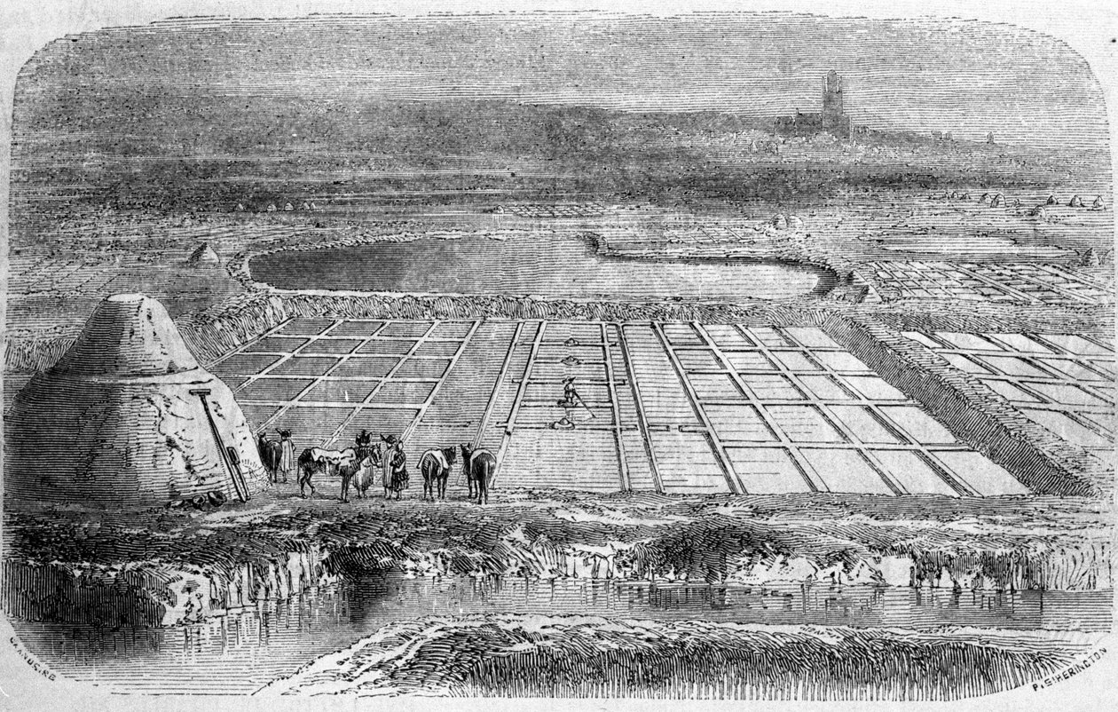 Suolatuotanto: Etelä-Ranskan suolavesialueet. 1800-luvun kaiverrus tekijältä Unbekannt
