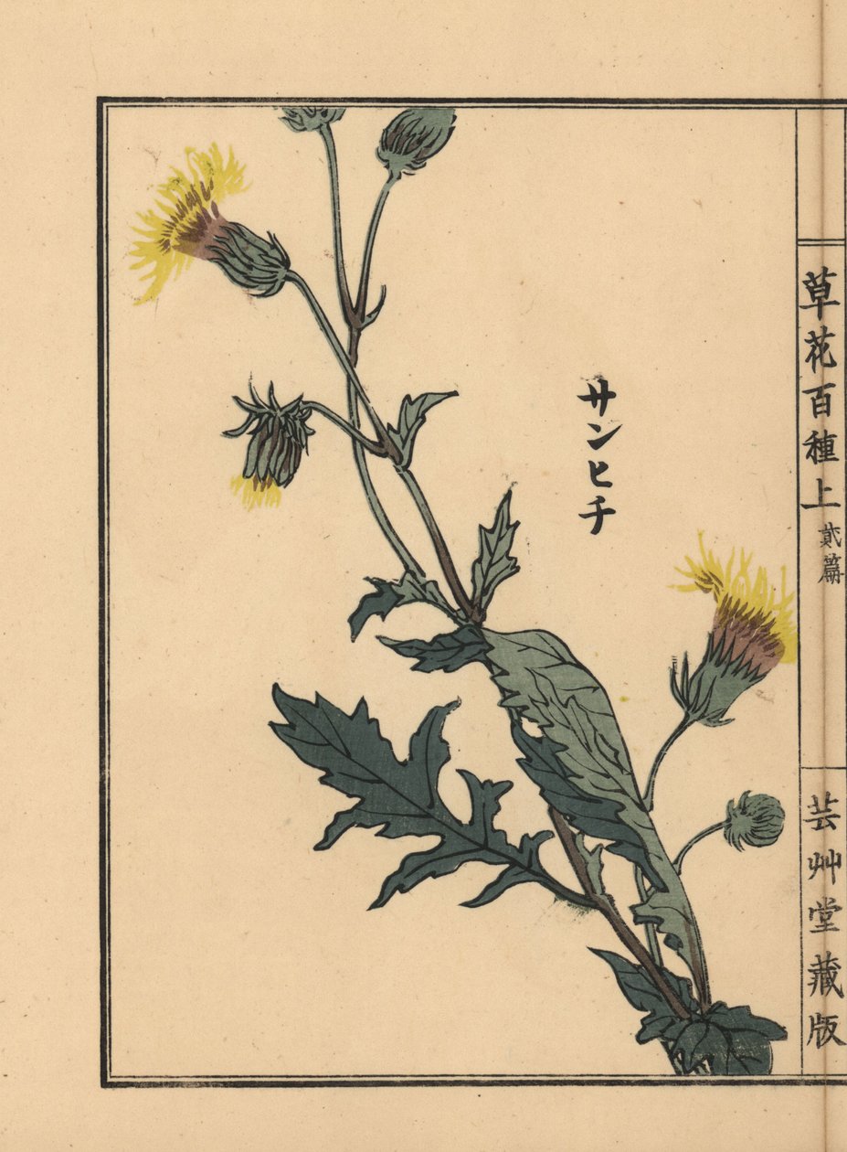 Sanhichisou eli japanilainen purppurapassio, Gynura japonica. Kono Bairein käsin värjätty puupiirros teoksesta Kusa Bana Hyakushu (Sata kukkalajiketta), Tokio, Yamada. tekijältä Unbekannter Künstler