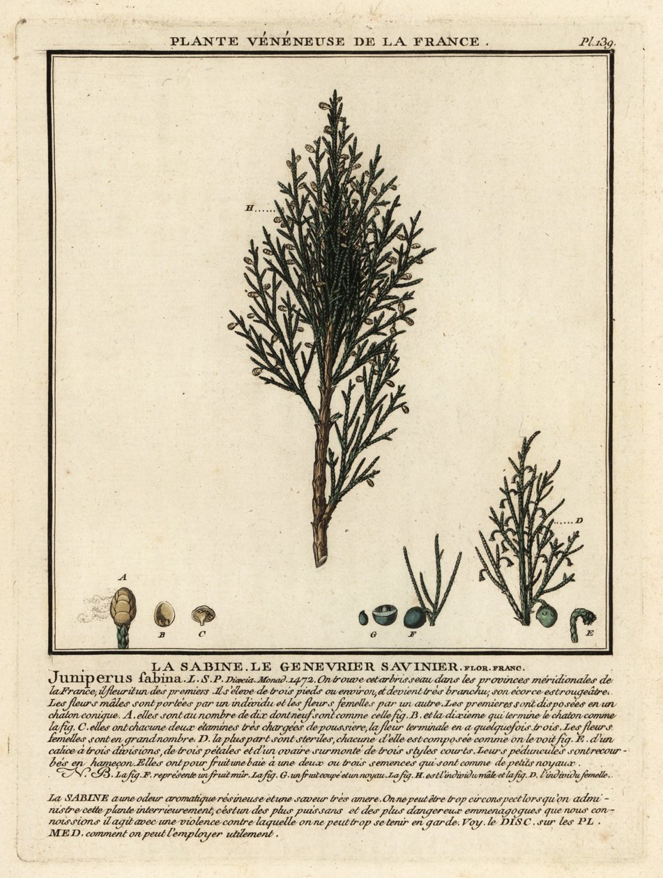 Savin kataja tai savin, Juniperus sabina. tekijältä Unbekannter Künstler