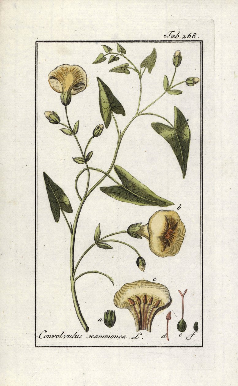 Scamonee (Convolvulus scammonia). Litografia Johannes Zornin (1739-1799) teoksesta "Afbeelding der Artseny-Gewassen", Alankomaat. tekijältä Unbekannter Künstler