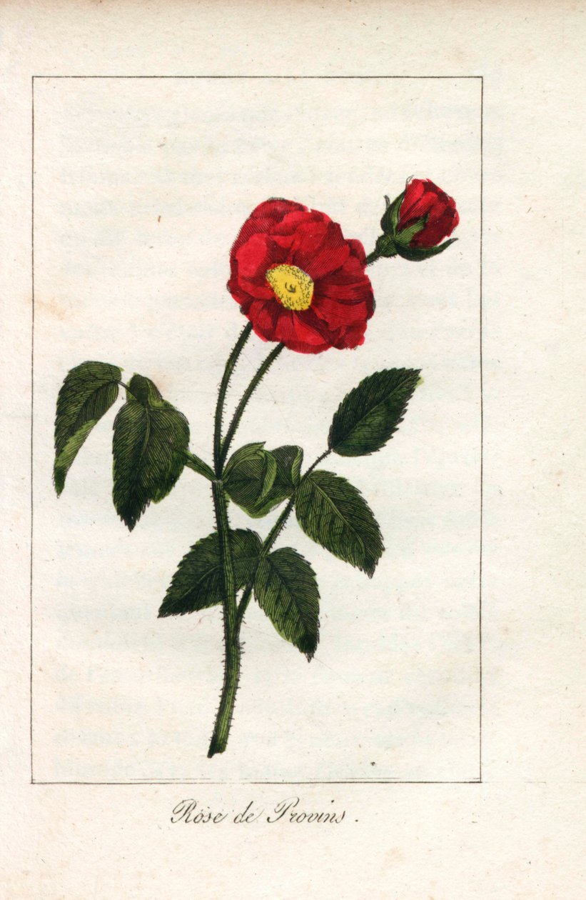 Scarlet Provencen vaaleanpunainen, Provinsin ruusu, Rosa gallica. Neiti Prudhommen kuvasta "Hommage rendu a la Rose" (Hommage rendu a la Rose), Pariisi, noin 1815, käsin tehty kuparikaiverrus. Lahjakirja, jossa on ruusun historiaa ja kymmenkunta kasvitiete tekijältä Unbekannter Künstler
