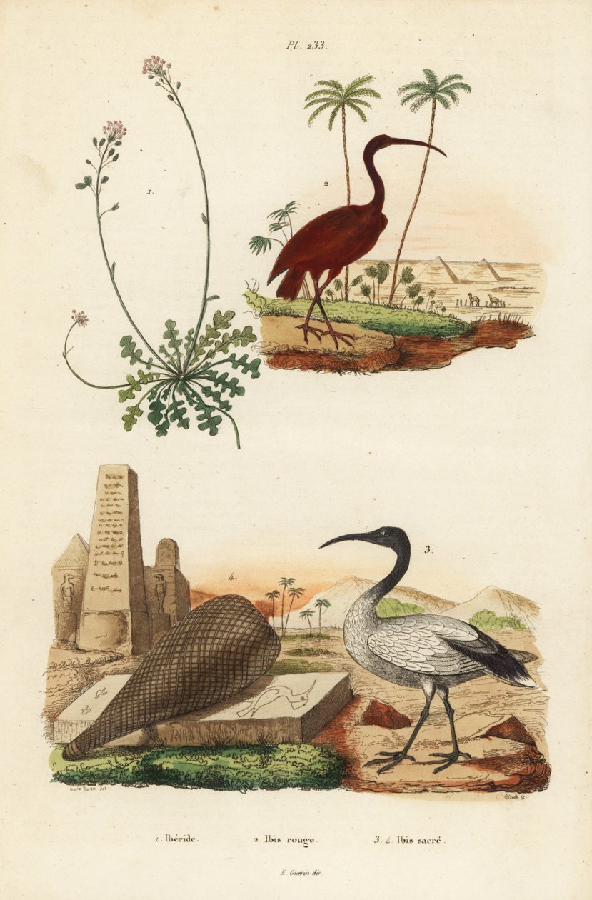 Scarlet ibis, Eudocimus rubus 2, afrikkalainen pyhä ibis, Threskiornis aethiopicus 3,4 ja candytuft, Iberis sempervirens tekijältä Unbekannt