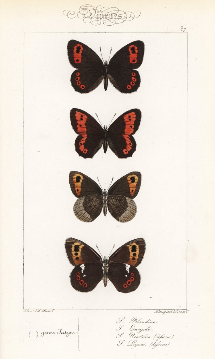 Scotch argus, Erebia aethiops, iso rengaslintu, Erebia euryale, syysrengaslintu, Erebia neoridas (vatsanpuoleinen), ja Arran brown, Erebia ligea (vatsanpuoleinen). Pauquet
