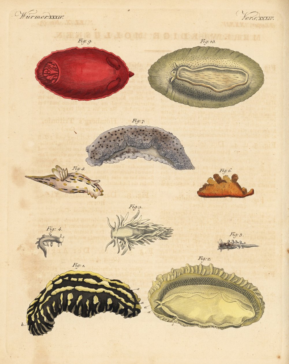 Meriliskot: Phyllidia varicosa 1,2, Tergipes limacina 3,4, Aeolidia papillosa 5, Scyllaea pelagica 6, Tritonia hombergii 7, Polycera quadrilineata 8 ja Platydoris argo 9,10. Käsinväritetty kuparikaiverrus Friedrich Johann Bertuchin teoksesta Bilderbuch fur tekijältä Unbekannter Künstler