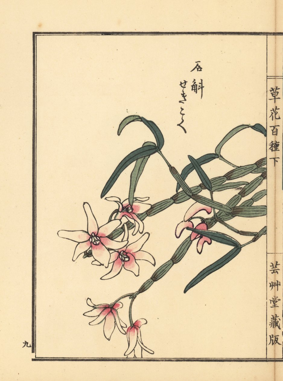 Sekkoku, Mohlin dendrobium tai japanilainen kiviorkidea, Dendrobium moniliforme. Kono Bairein käsin värjätty puupiirros teoksesta Kusa Bana Hyakushu (Sata kukkalajiketta), Tokio, Yamada. tekijältä Unbekannter Künstler