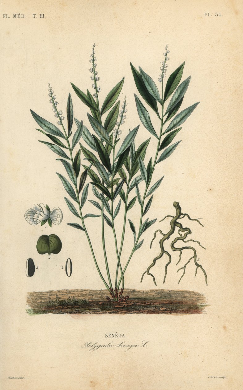 Seneca-käärmejuuri tai kalkkarokäärmejuuri, Polygala senega, Senega tekijältä Unbekannt