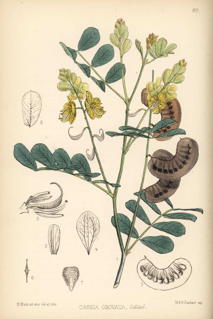 Senegalin senna, Italian senna tai Port Royal senna, Senna italica (Cassia obovata). Hanhartin käsin tekemä värillinen litografia David Blairin kasvitieteellisen kuvituksen mukaan Robert Bentleyn ja Henry Trimenin teoksesta Medicinal Plants, Lontoo. tekijältä Unbekannter Künstler