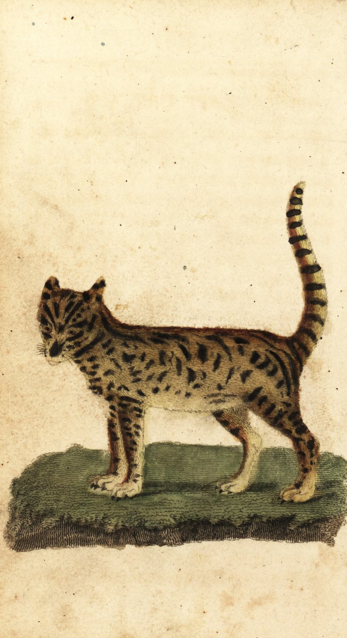 Serval, Leptailurus serval.,1800 (kaiverrus) tekijältä Unbekannter Künstler