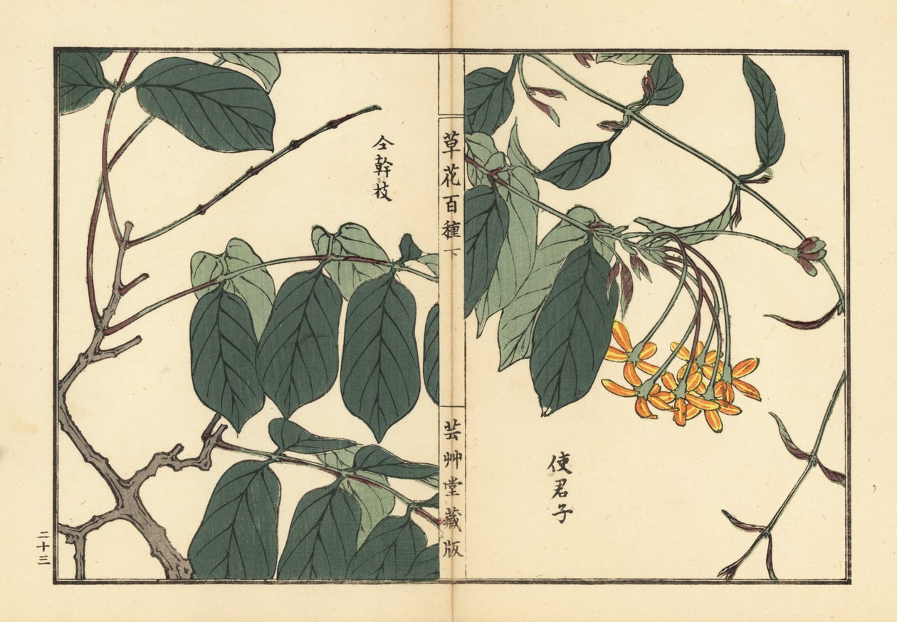 Shikunshi, kiinalainen kuusama tai Rangoon creeper, Combretum indicum (Quisqualis indica) Käsinvärillinen puupiirros, Kono Bairei, Kusa Bana Hyakushu (Sata kukkalajiketta), Tokio, Yamada. tekijältä Unbekannter Künstler