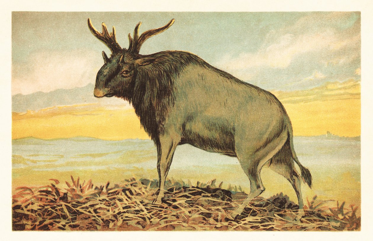 Shivan peto, Sivatherium giganteum.1908 (litografia) tekijältä Unbekannter Künstler