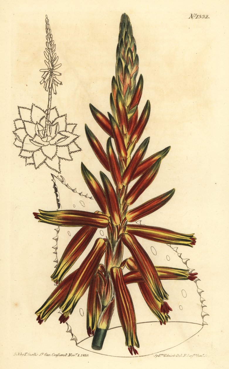 Lyhytlehtinen aloe, Aloe brevifolia var tekijältä Unbekannt