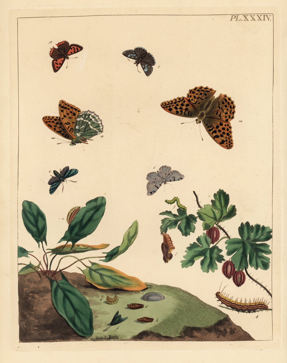 Hopeapyyhkäisyperhonen, Argynnis paphia, metsäperhonen, Adscita statices, L. tai karviaisperhonen, Halia vauaria, pieni kupariperhonen, Lycaena phlaeas, räikeä kippuraperhonen, Erynnis tages, ja karviaisperhonen, Ribes grossularia. Käsin värjätyt litografi tekijältä Unbekannter Künstler