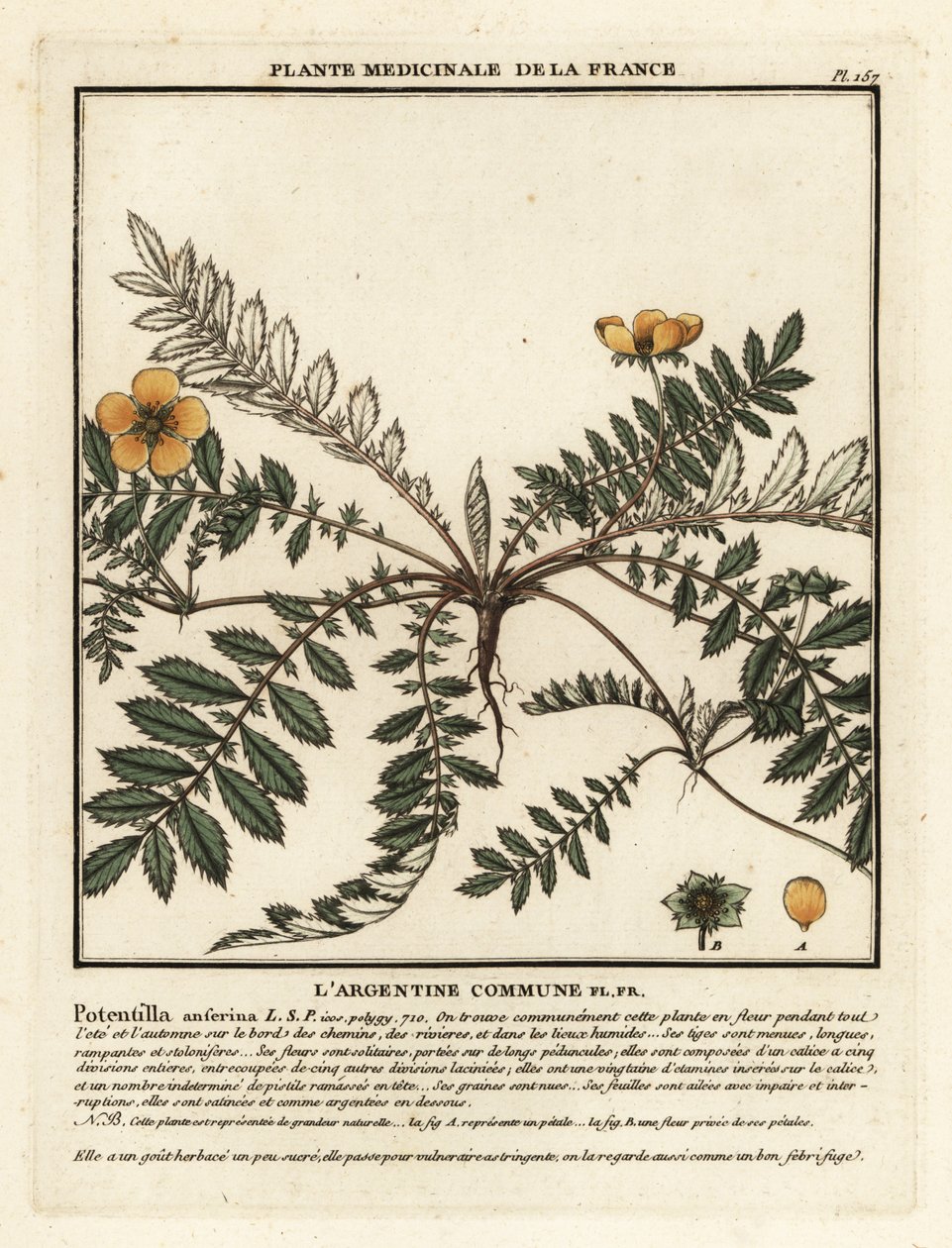 Silverweed, Potentilla anserina. tekijältä Unbekannter Künstler